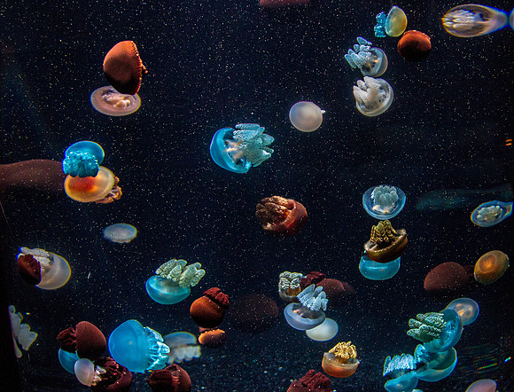 CH121229_MontereyAquarium_061