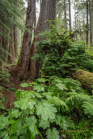 CH140723_OlympicPeninsula_SolDucFalls_084
