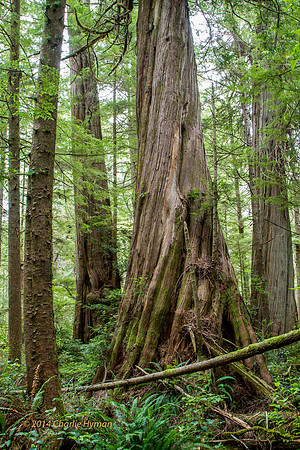 CH140725_OlympicPeninsula_BigCedarTrees_048