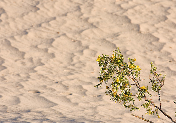 CH120326_DeathValley_MesquiteDunesSunrise_44 as Smart Object-1