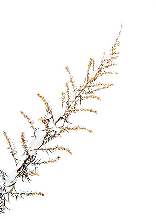 CH140207_SnowDay_MalloyWay_028