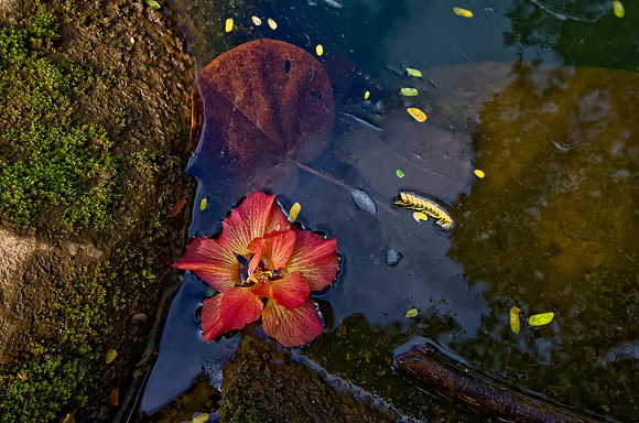CH111227_Hawaii2011_Day10_37 as Smart Object-1