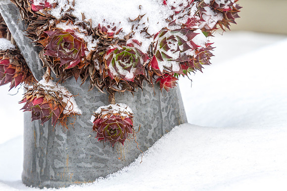CH140207_SnowDay_MalloyWay_088
