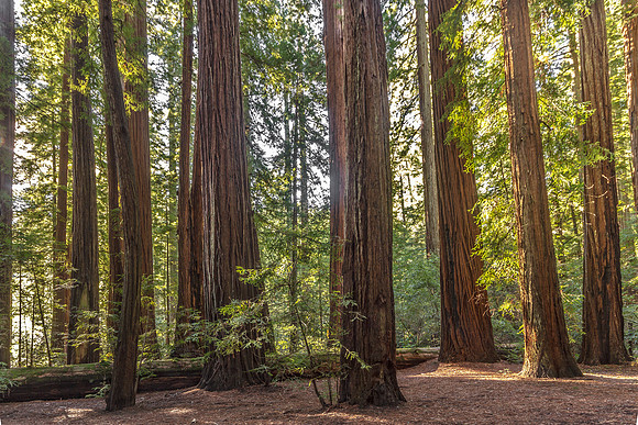 CH131225_RedwoodNationalForest_017