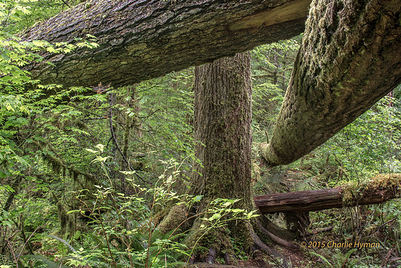 CH140724_OlympicPeninsula_HohRainForest_008