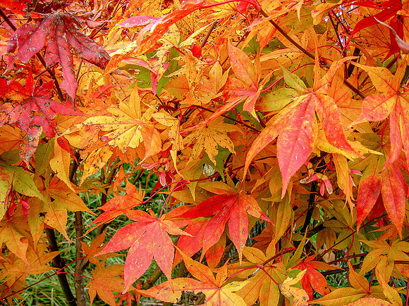 VineMaple-001-edit
