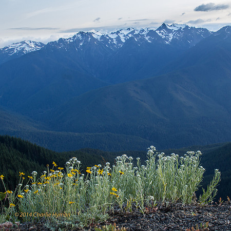 CH140722_OlympicPeninsula_HurricaneRidgeSunset_026