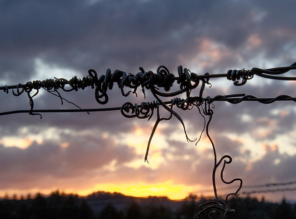 CH160303_RemanVineyard_037
